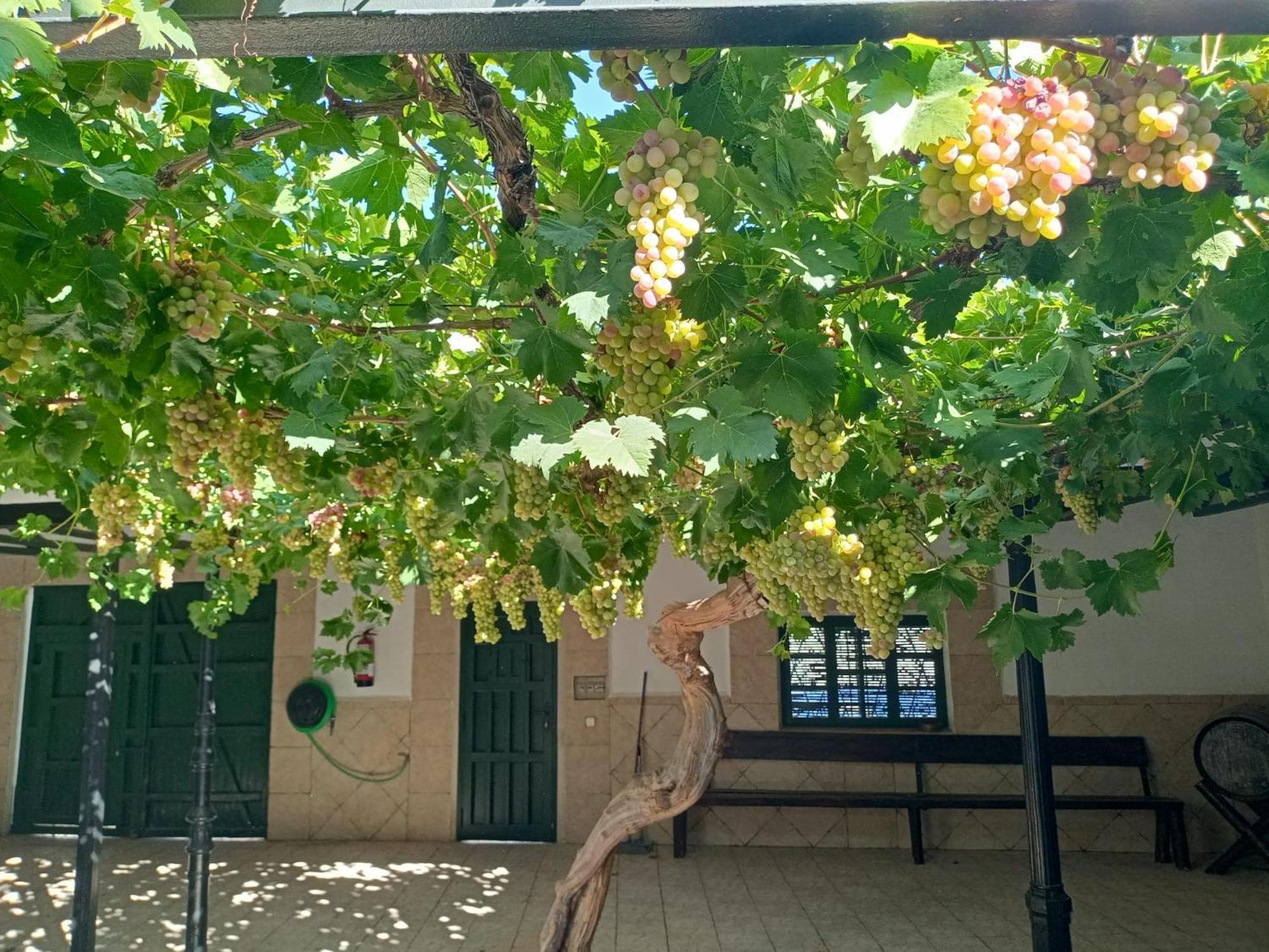 Casa Rural La Del Alba Seria Argamasilla De Alba Екстер'єр фото